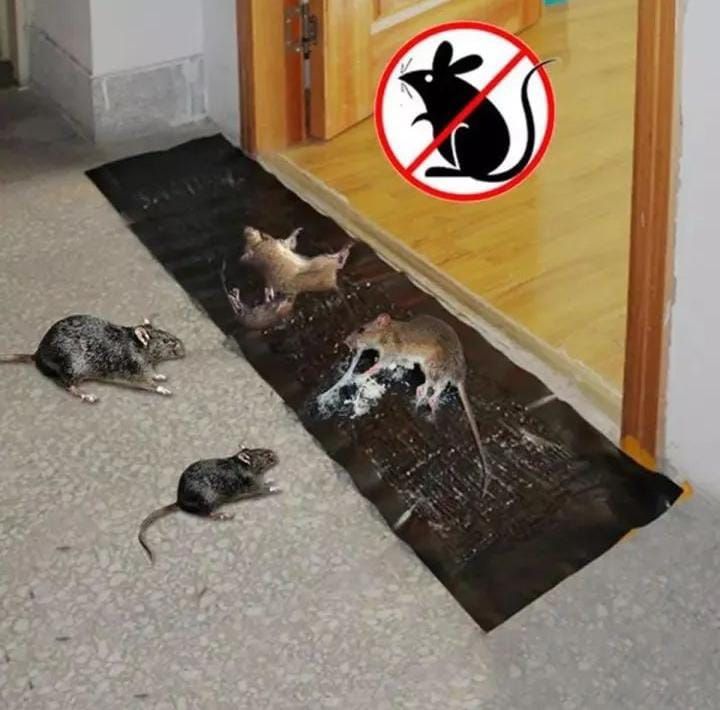 Powerful Rat Glue Strip Mat – Heavy Duty Sticky Mouse Trap